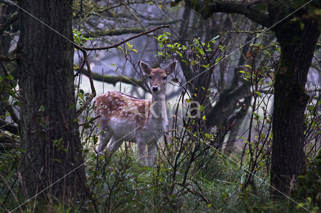 Fallow Deer (Dama dama)