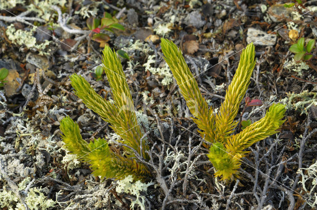 Fir Clubmoss (Huperzia selago)