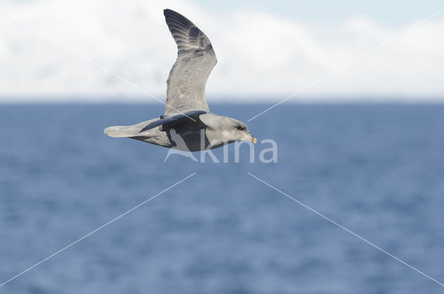 Donkere Noordse Stormvogel (Fulmarus glacialis glacialis)