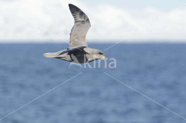 Northern Fulmar (Fulmarus glacialis glacialis)