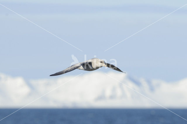 Donkere Noordse Stormvogel (Fulmarus glacialis glacialis)