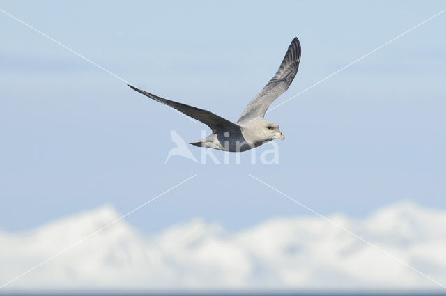 Donkere Noordse Stormvogel (Fulmarus glacialis glacialis)