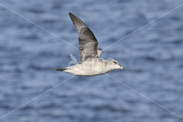 Donkere Noordse Stormvogel (Fulmarus glacialis glacialis)