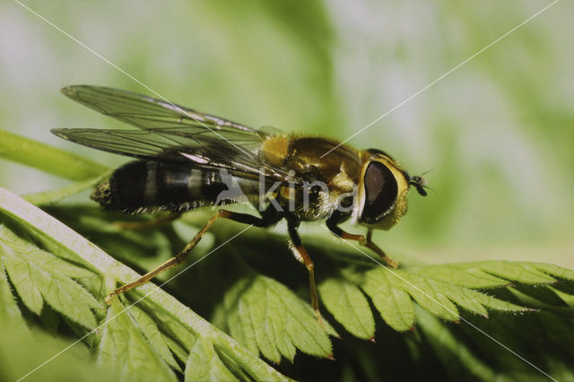 Hoverfly (Leucozona glaucia)