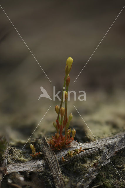 Yellow Centaury (Cicendia filiformis)