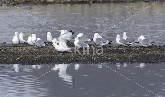 Black-legged Kittiwake (Rissa tridactyla)