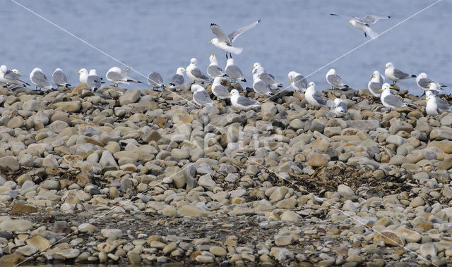 Black-legged Kittiwake (Rissa tridactyla)