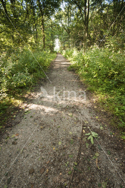 Duinen van Oostvoorne