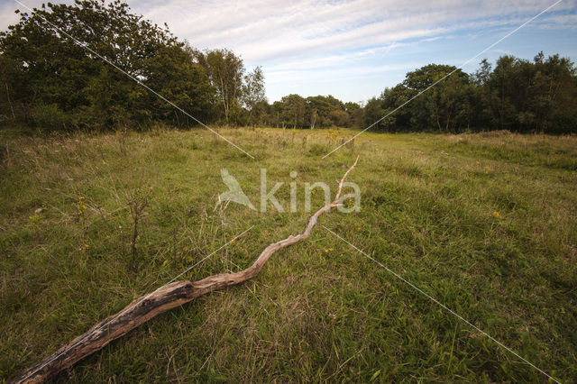 Duinen van Oostvoorne