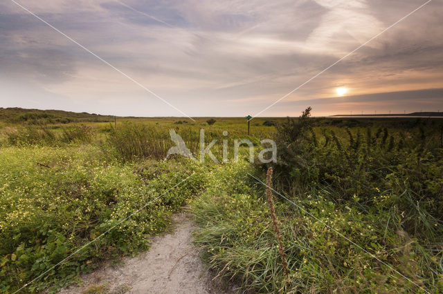 Duinen van Voorne