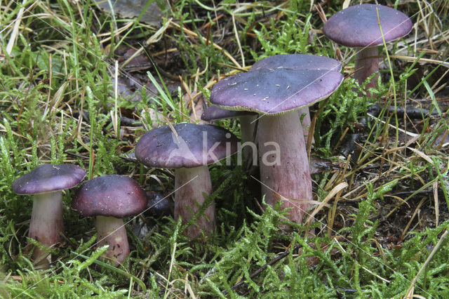 Duivelsbroodrussula (Russula drimeia)