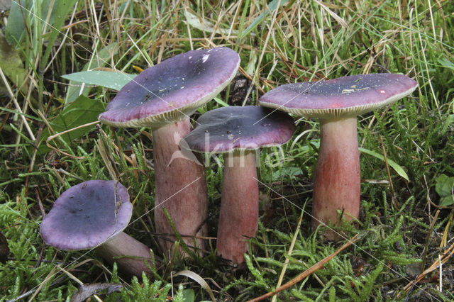 Duivelsbroodrussula (Russula drimeia)