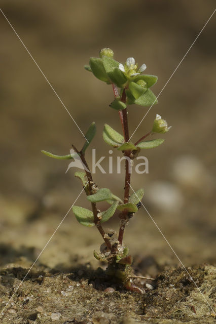Allseed (Radiola linoides)