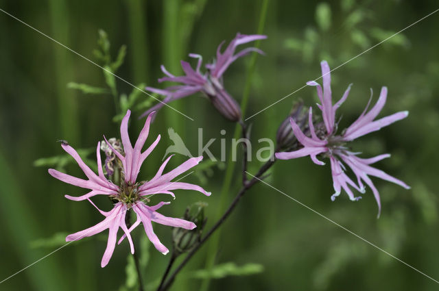 Ragged-Robin (Lychnis flos-cuculi)