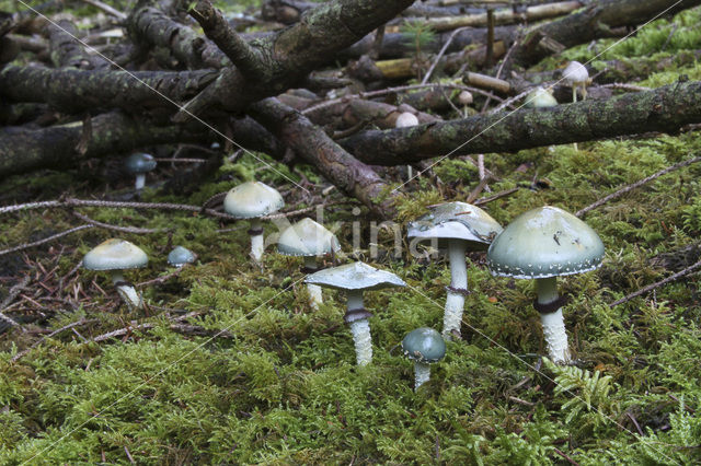 Echte kopergroenzwam (Psilocybe aeruginosa)