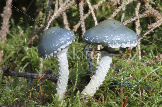 Verdigris Toadstool (Psilocybe aeruginosa)