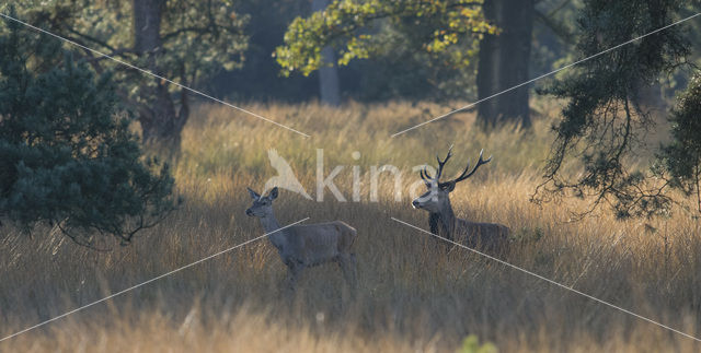 Red Deer (Cervus elaphus)
