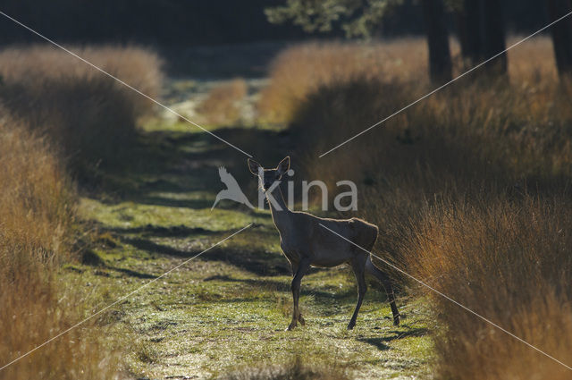 Red Deer (Cervus elaphus)