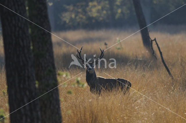 Red Deer (Cervus elaphus)