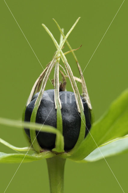 Eenbes (Paris quadrifolia)