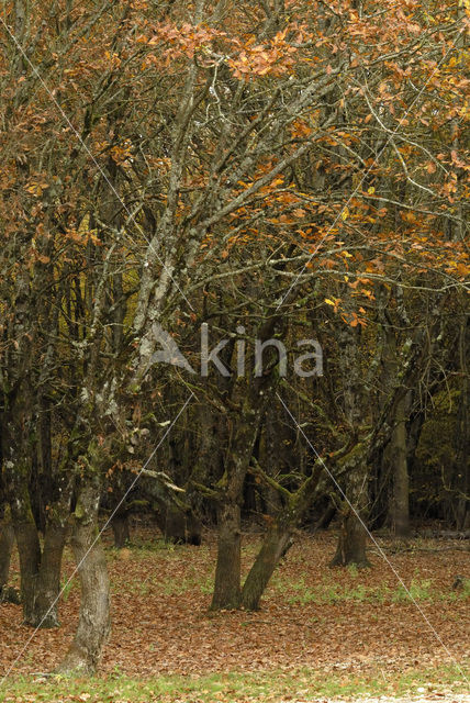 Oak (Quercus)