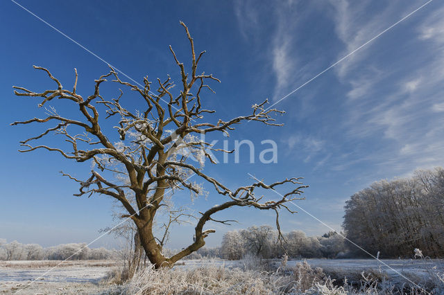 Oak (Quercus)