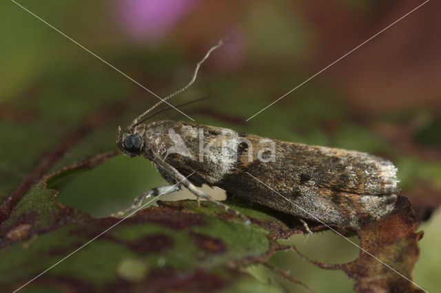 Eikentopspinselmot (Acrobasis consociella)