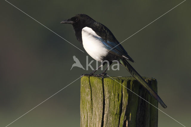 Black-billed Magpie (Pica pica)