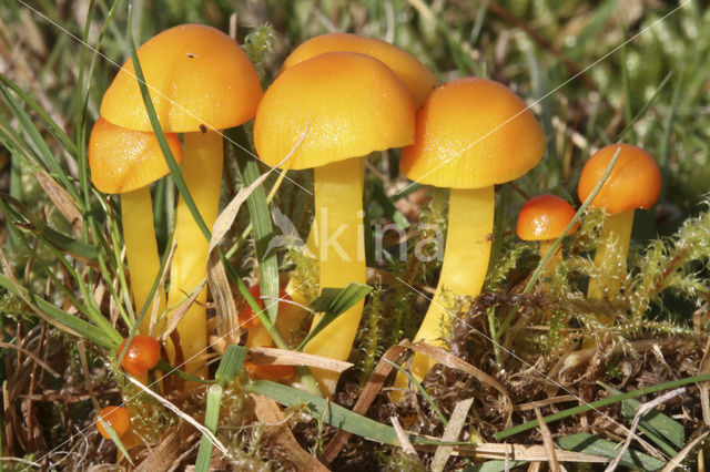 Butter Waxcap (Hygrocybe ceracea)