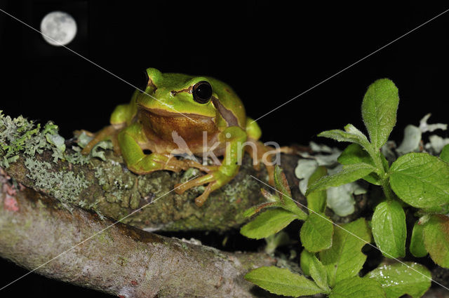 European Tree Frog (Hyla arborea)