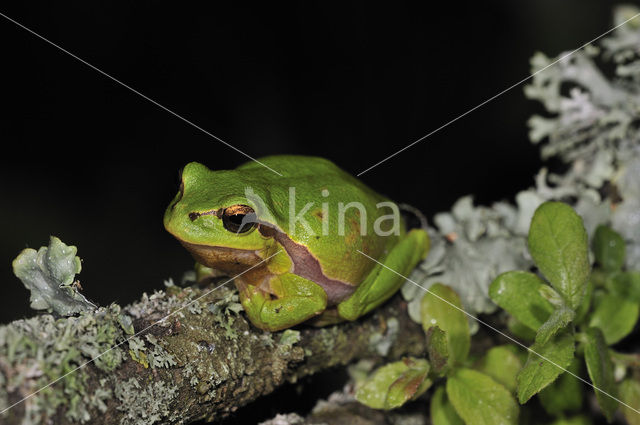 Europese boomkikker (Hyla arborea)