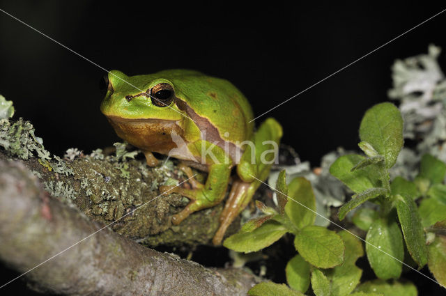 European Tree Frog (Hyla arborea)