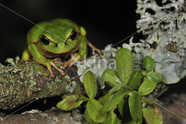 Europese boomkikker (Hyla arborea)