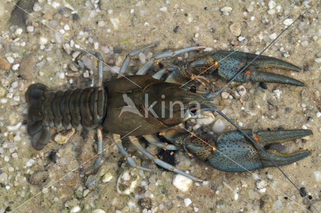 Europese rivierkreeft (Astacus astacus)