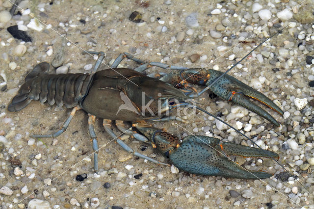 Europese rivierkreeft (Astacus astacus)