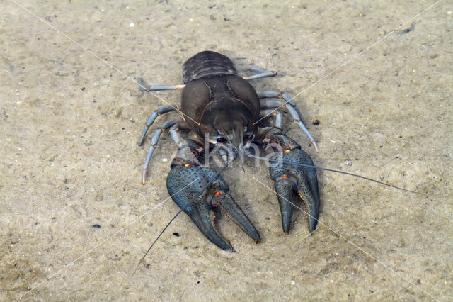 River Crayfish (Astacus astacus)