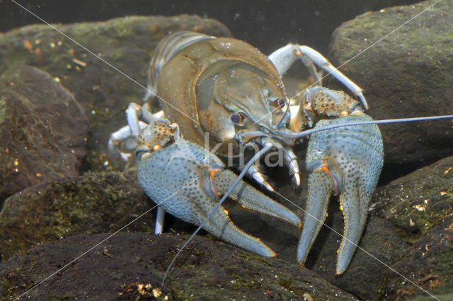 Europese rivierkreeft (Astacus astacus)