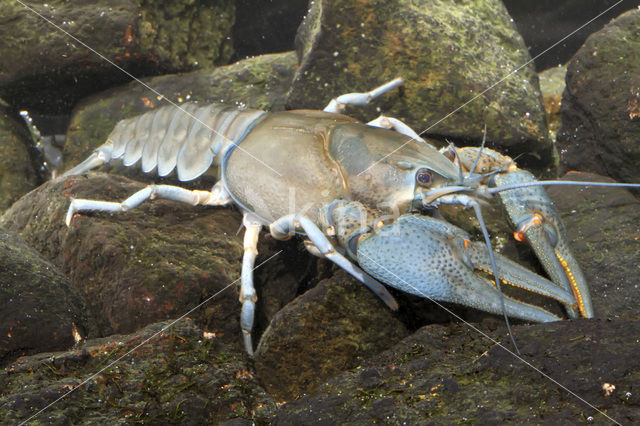 Europese rivierkreeft (Astacus astacus)