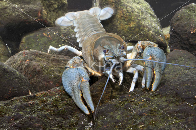 River Crayfish (Astacus astacus)