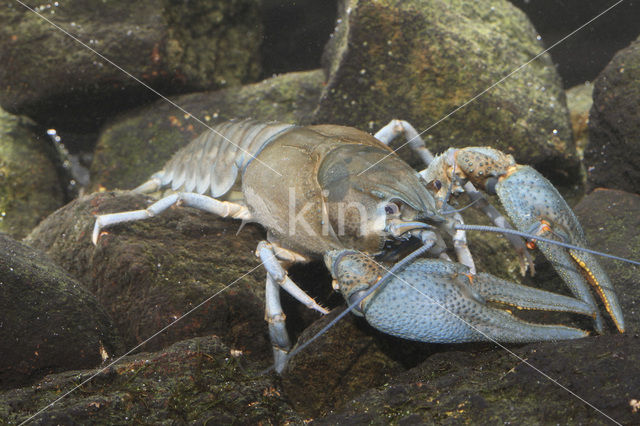 Europese rivierkreeft (Astacus astacus)