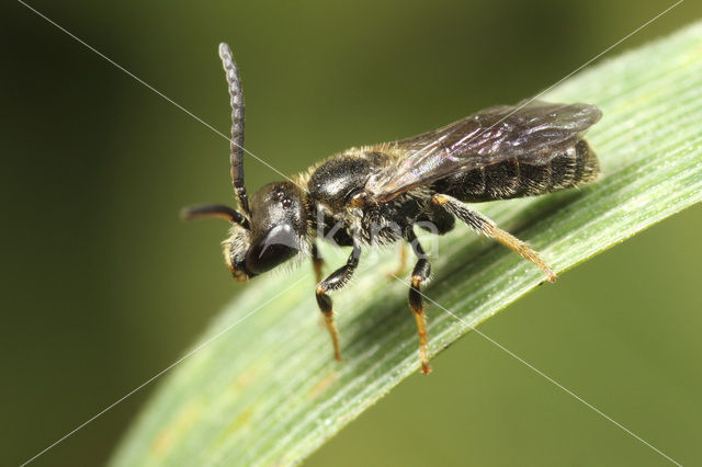 Fijngestippelde groefbij (Lasioglossum punctatissimum)