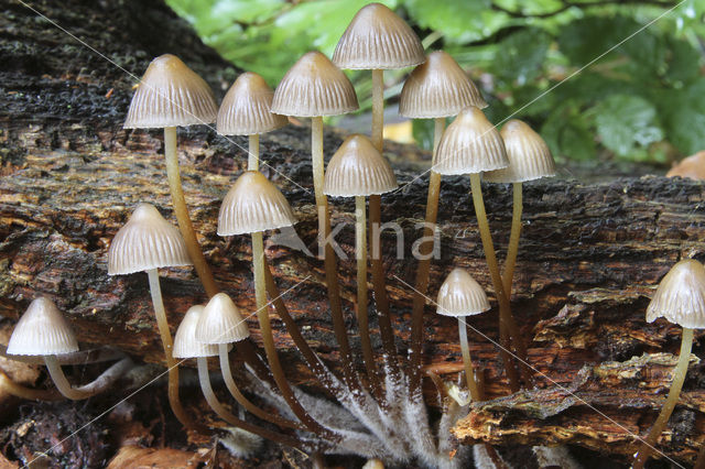 clustered bonnet (Mycena inclinata)