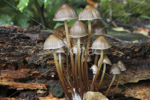 Fraaisteelmycena (Mycena inclinata)