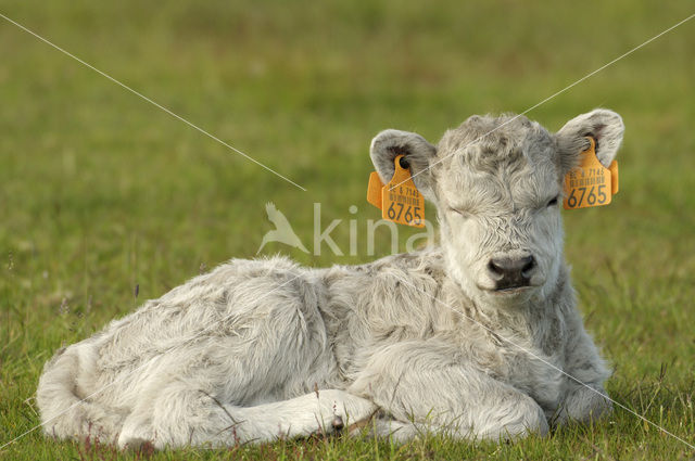 Galloway Cow (Bos domesticus)