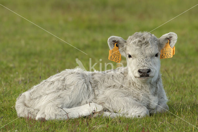 Galloway Cow (Bos domesticus)