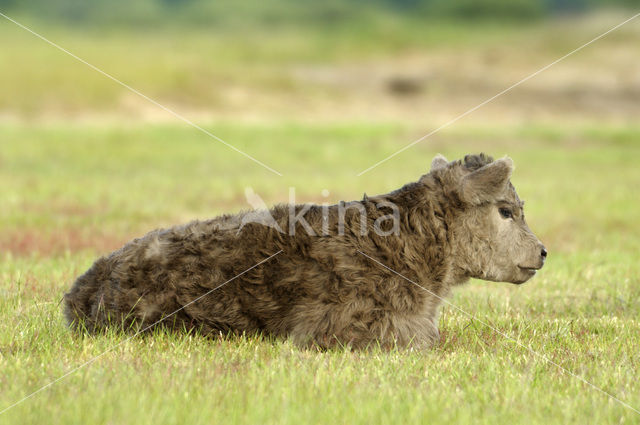 Galloway Koe (Bos domesticus)