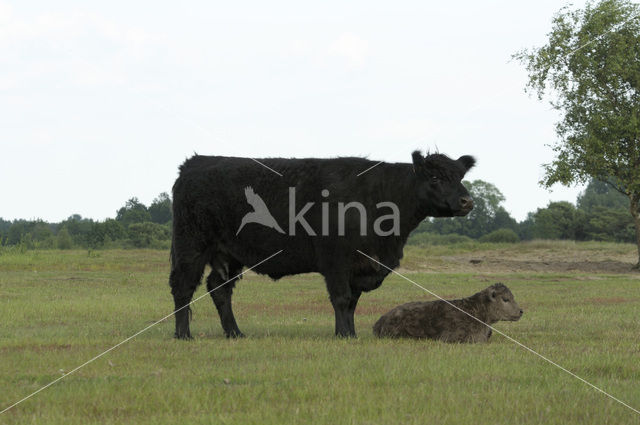 Galloway Koe (Bos domesticus)