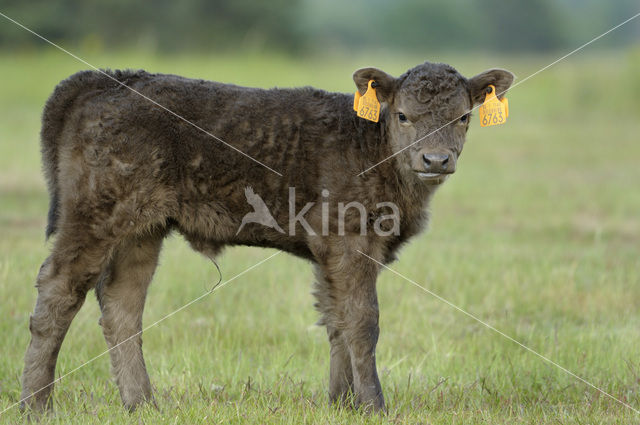 Galloway Cow (Bos domesticus)