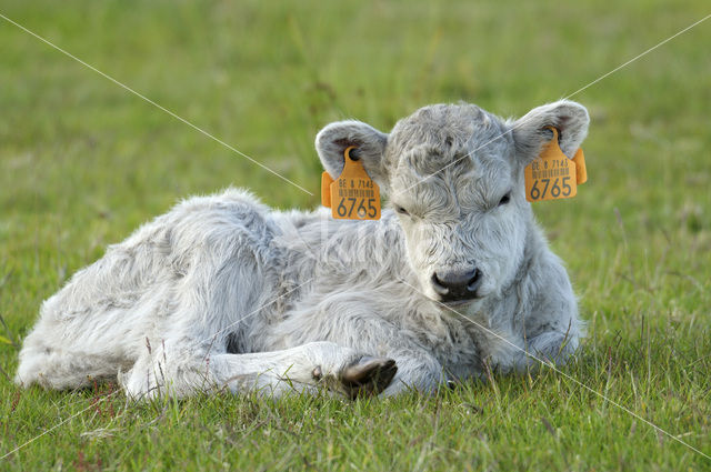 Galloway Cow (Bos domesticus)