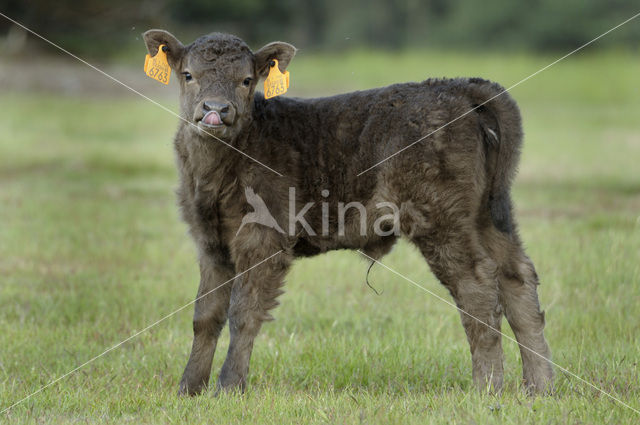 Galloway Cow (Bos domesticus)